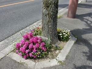 大町東二丁目長束八木線の花壇の写真1