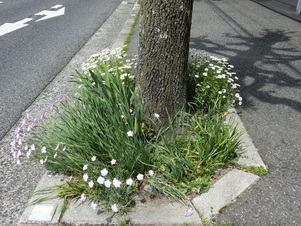 大町東二丁目長束八木線の花壇の写真2