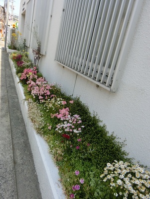 第一生命安古市支部の花壇の写真2