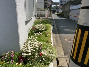 第一生命安古市支部の花壇の写真3