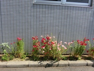 サーパスタウン大町の花壇の写真1