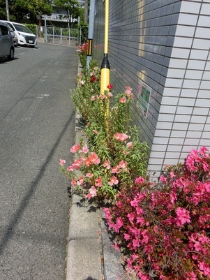 サーパスタウン大町の花壇の写真2
