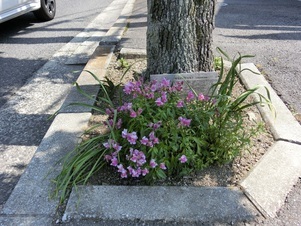 大町東二丁目長束八木線の花壇の写真1
