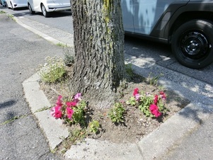 大町東二丁目長束八木線の花壇の写真2