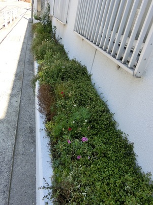 第一生命安古市支部の花壇の写真1