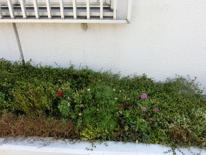 第一生命安古市支部の花壇の写真2