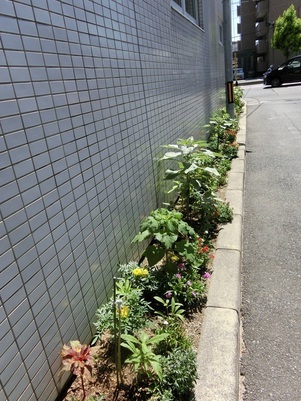 サーパスタウン大町の花壇の写真2