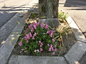 大町東二丁目長束八木線の花壇の写真1