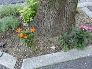 大町東二丁目長束八木線の花壇の写真2
