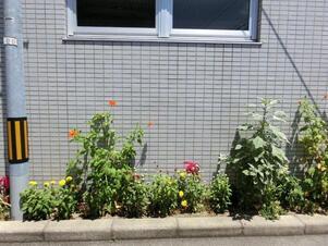 サーパスタウン大町の花壇の写真1