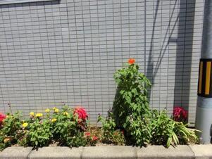 サーパスタウン大町の花壇の写真2