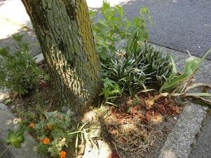 大町東二丁目長束八木線の花壇の写真1