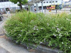 アストラムライン大町駅の花壇の写真