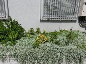 第一生命安古市支部の花壇の写真1