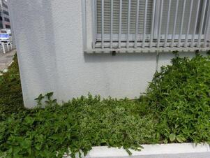 第一生命安古市支部の花壇の写真2