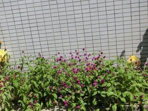 サーパスタウン大町の花壇の写真1