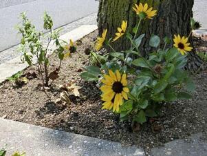 大町東二丁目長束八木線の花壇の写真1