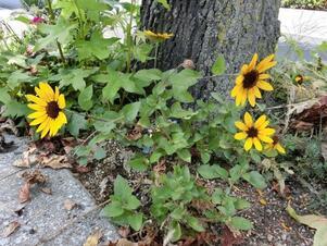 大町東二丁目長束八木線の花壇の写真2