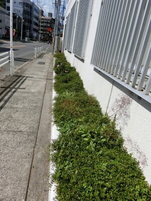 第一生命安古市支部の花壇の写真1