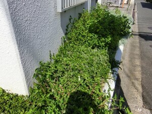 第一生命安古市支部の花壇の写真2