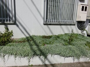 第一生命安古市支部の花壇の写真1