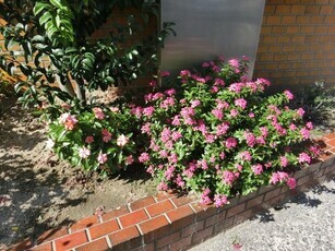 広島県信用組合安古市支店の花壇の写真2