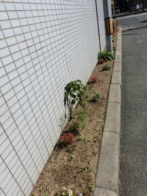 サーパスタウン大町の花壇の写真1