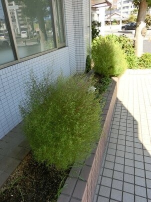 サーパスタン大町の花壇の写真3