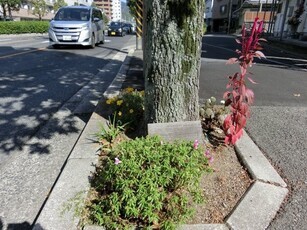 大町東二丁目長束八木線の花壇の写真1