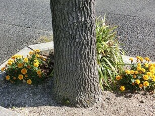 大町東二丁目長束八木線の花壇の写真2
