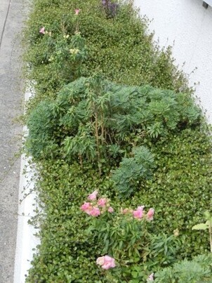 第一生命安古市支部の花壇の写真2