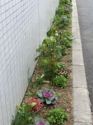 サーパスタウン大町の花壇の写真2