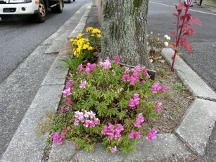 大町東二丁目長束八木線の花壇の写真1