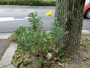 大町東二丁目長束八木線の花壇の写真2