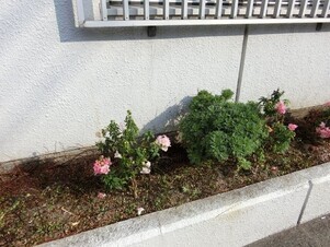 第一生命安古市支部の花壇の写真1