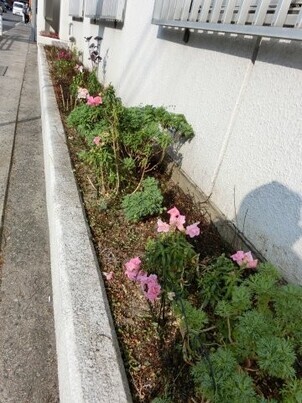 第一生命安古市支部の花壇の写真2