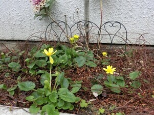 第一生命安古市支部の花壇の写真1