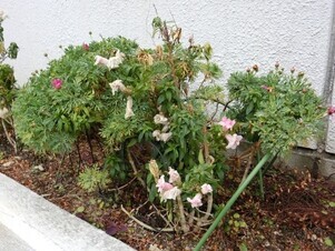 第一生命安古市支部の花壇の写真2