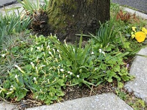 大町東二丁目長束八木線の花壇の写真2