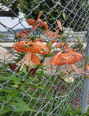 山本第5公園の花壇の写真2