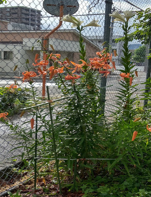 山本第5公園の花壇の写真3