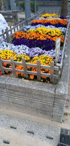山本第五公園の花壇の写真2