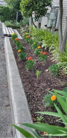 祇園西公民館の花壇の写真1