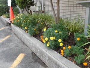 祇園西公民館のプランターの写真