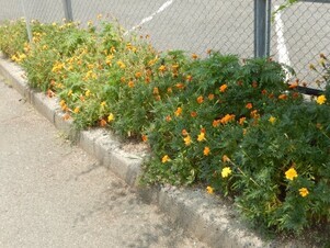 祇園西公民館の花壇の写真1