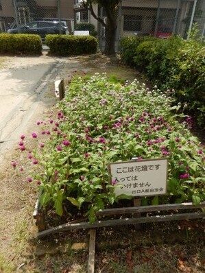山本第5公園の花壇の写真1