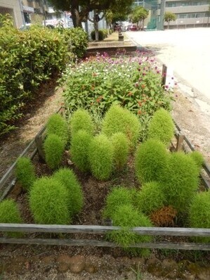 山本第5公園の花壇の写真1