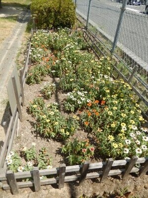 山本第5公園の花壇の写真1