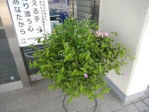 祇園公民館のプランターの写真1