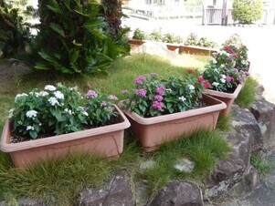 祇園公民館のプランターの写真2